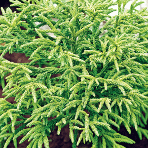 Kryptoméria japonská (Cryptomeria japonica) 'LITTLE CHAMPION', ´výška: 25-35 cm, kont. C3L (-21 °C) 